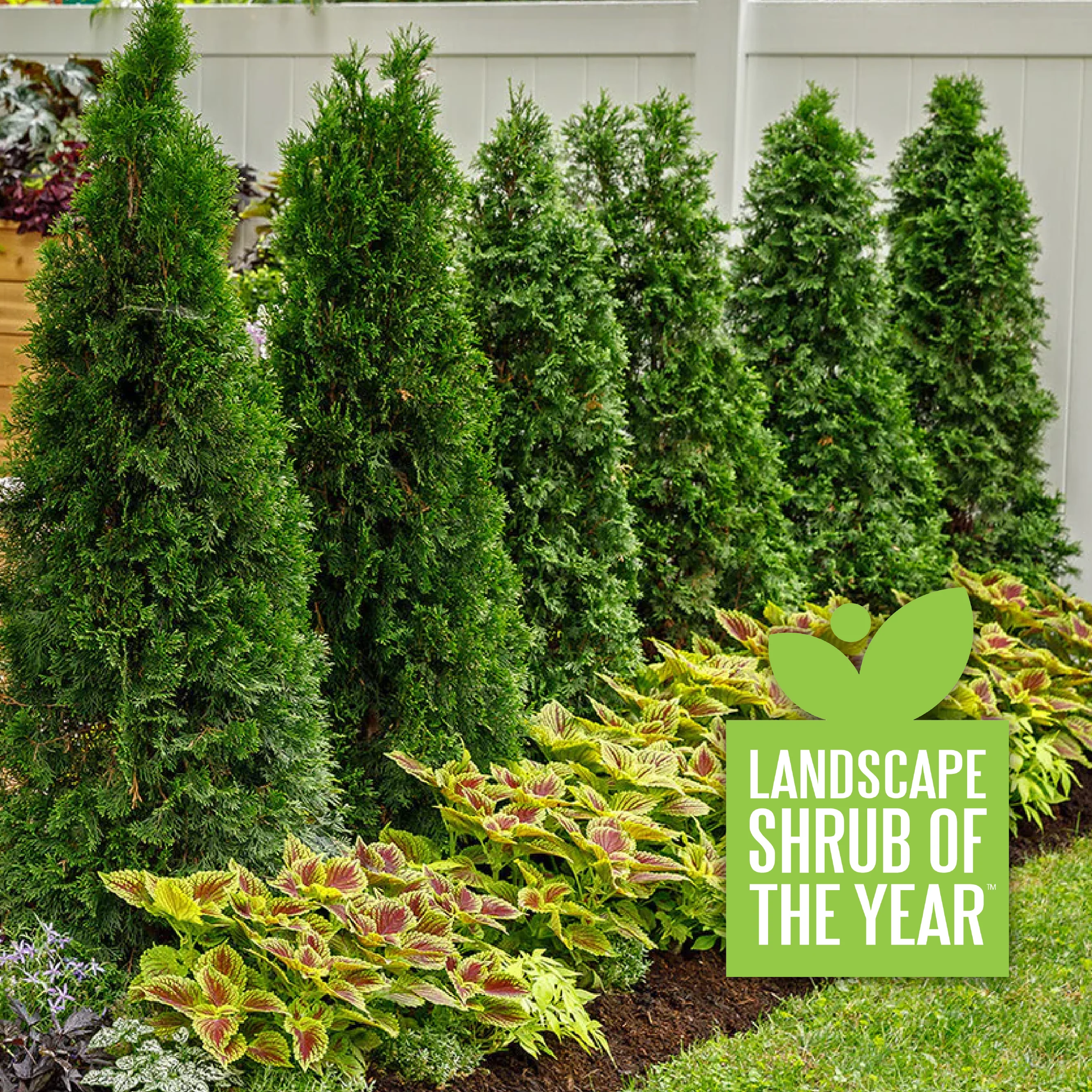 North Pole® Arborvitae Thuja