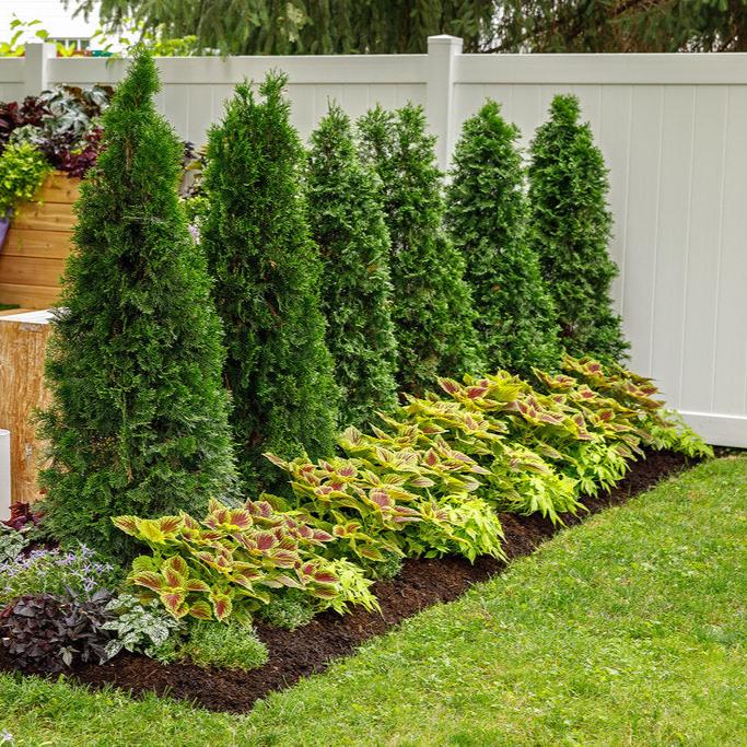 North Pole® Arborvitae Thuja - Image 2
