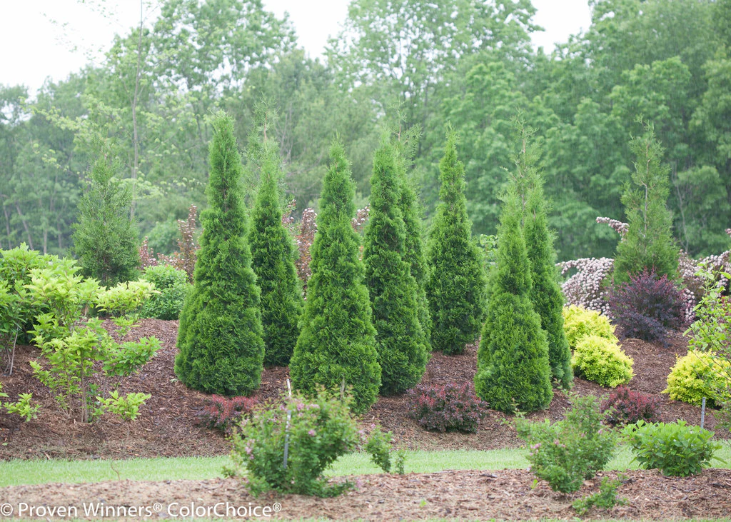 North Pole® Arborvitae Thuja - Image 3