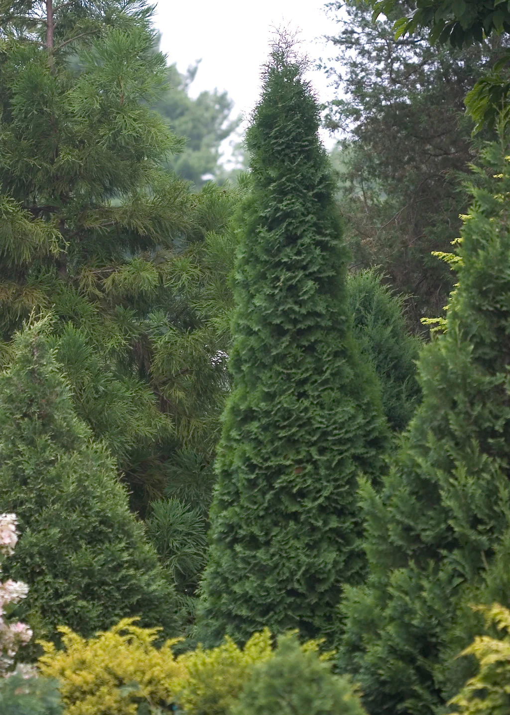 North Pole® Arborvitae Thuja - Image 4