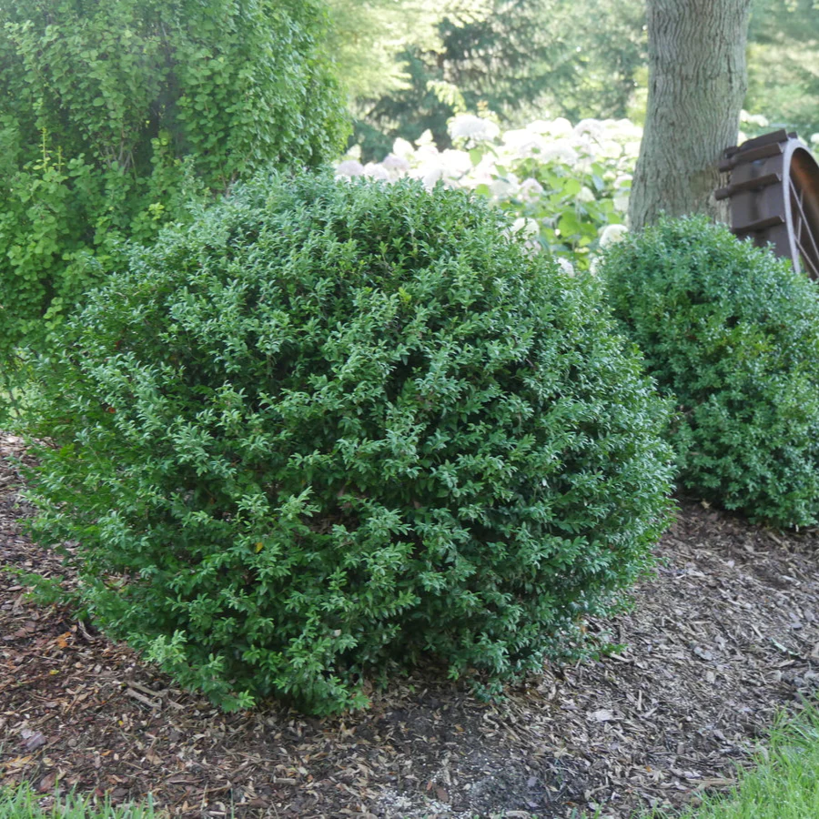 NORTH STAR® Boxwood