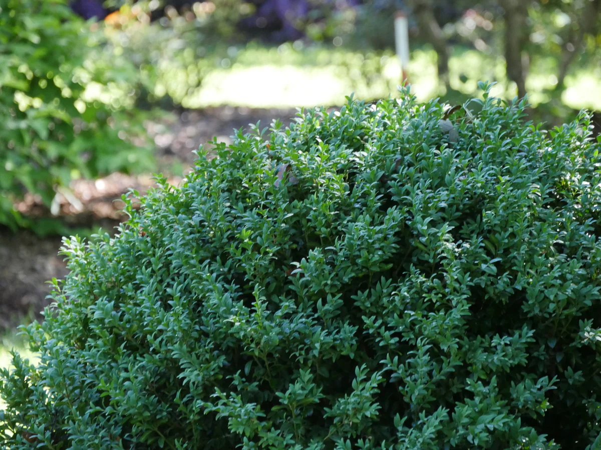 NORTH STAR® Boxwood - Image 2