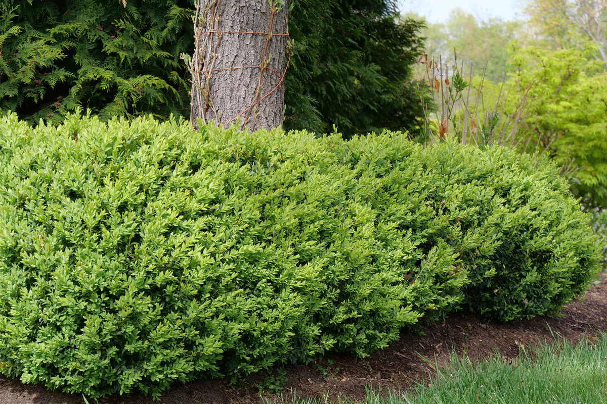 NORTH STAR® Boxwood - Image 3