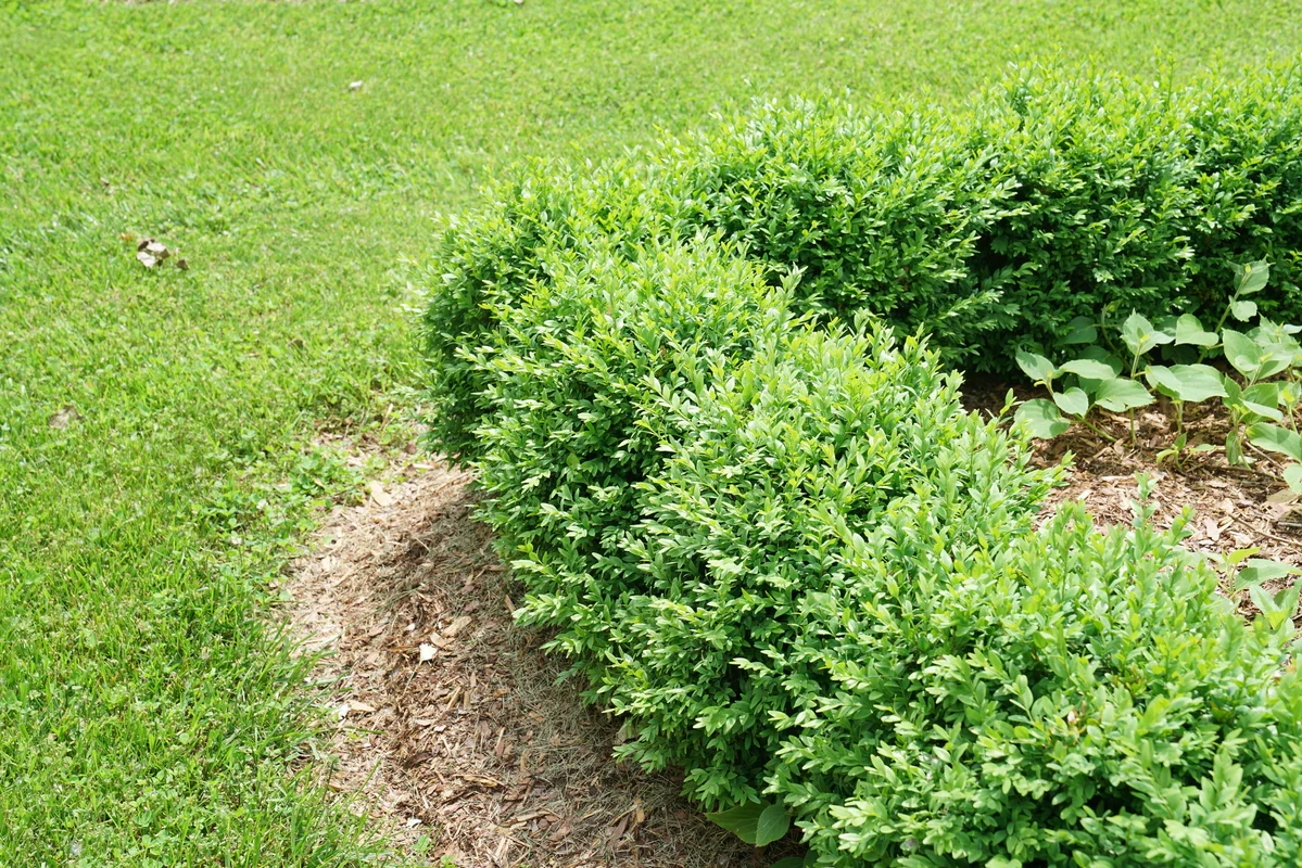 NORTH STAR® Boxwood - Image 4