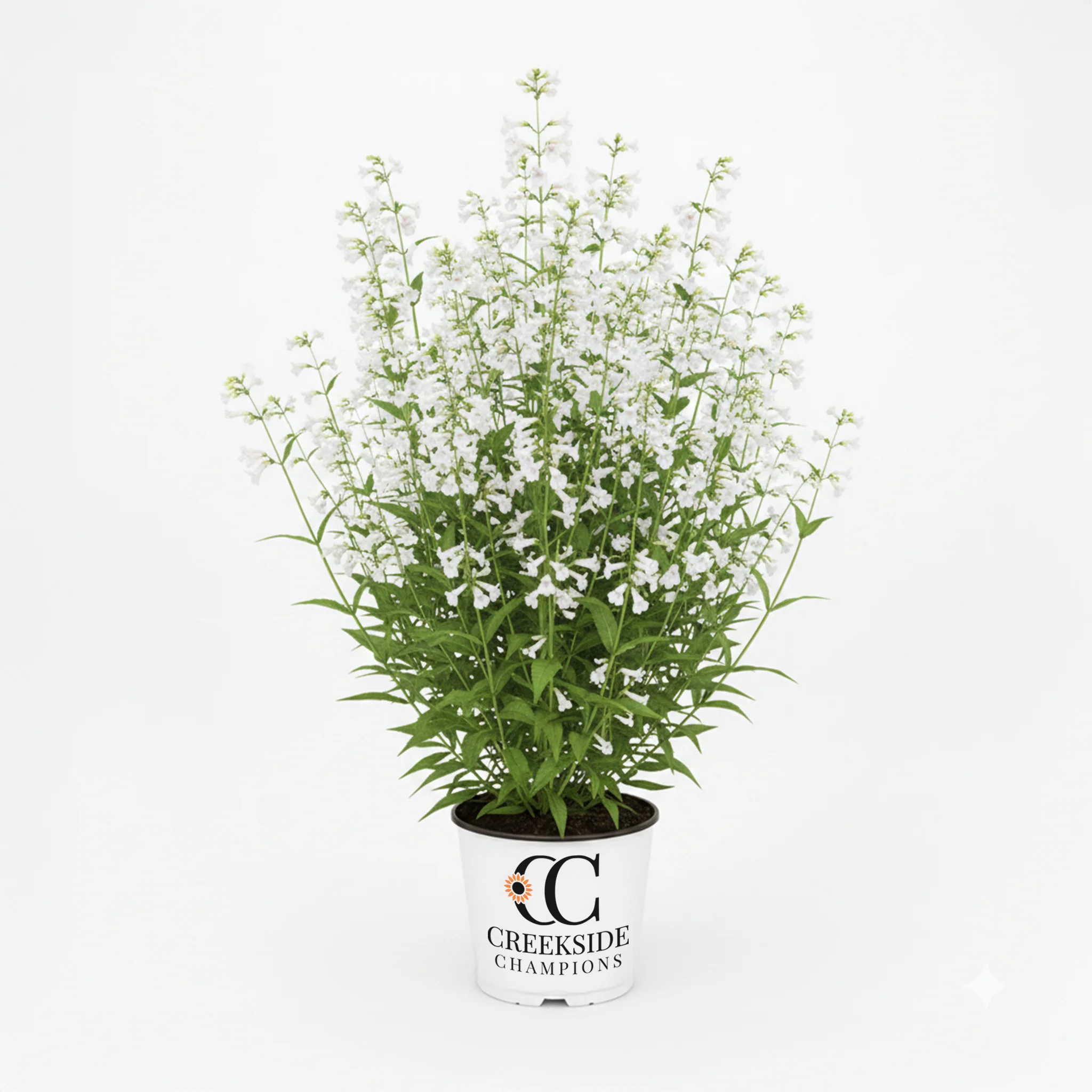 Nova Pearl' Penstemon | Creekside Champions™