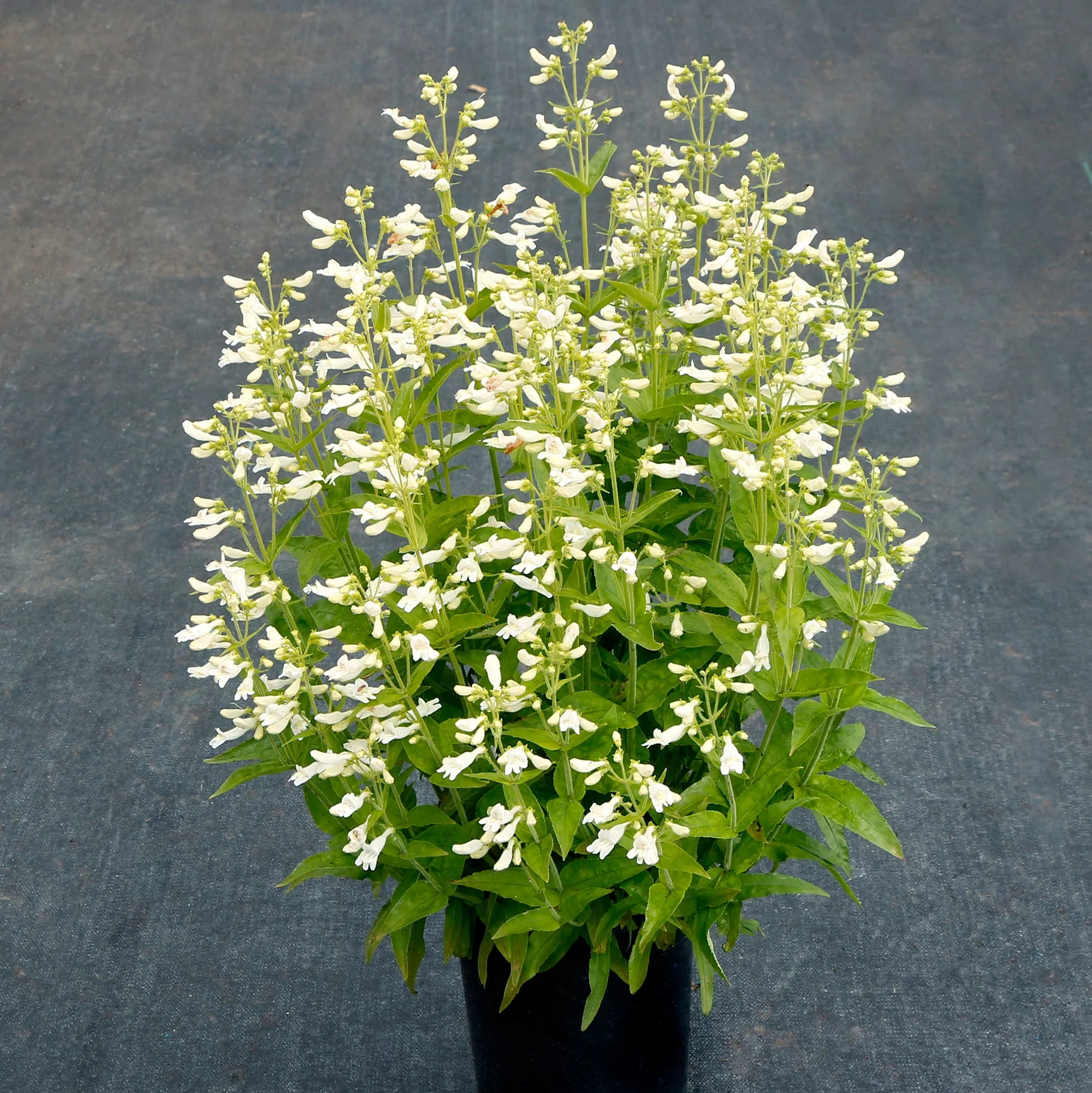 Nova Pearl' Penstemon | Creekside Champions™ - Image 2