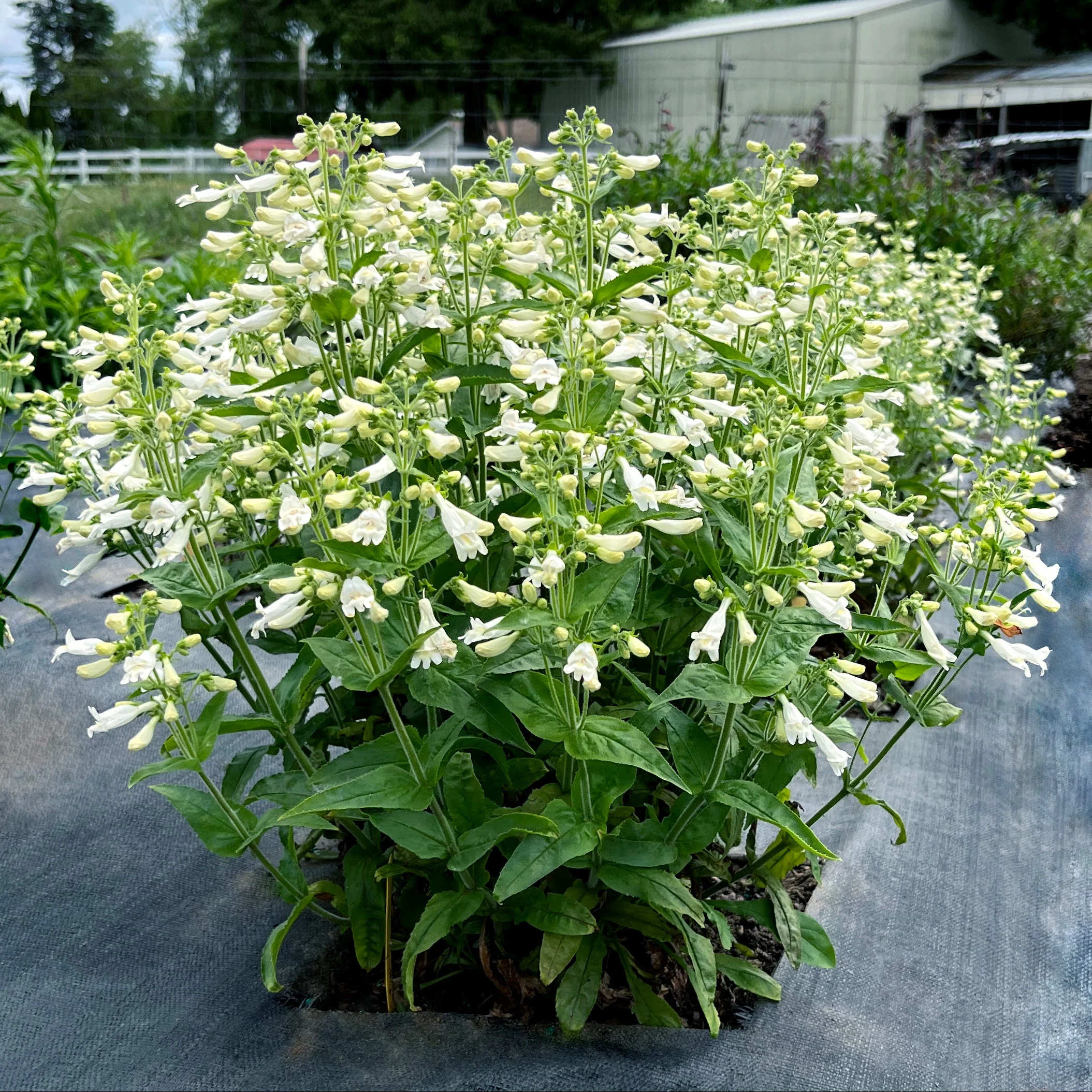 Nova Pearl' Penstemon | Creekside Champions™ - Image 3