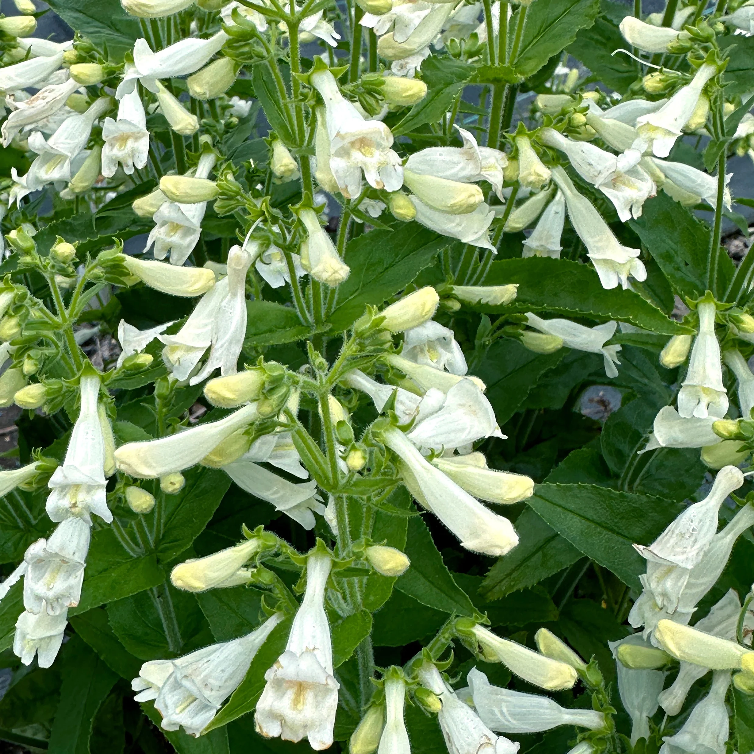 Nova Pearl' Penstemon | Creekside Champions™ - Image 4