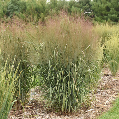 Prairie Winds® 'October Sky' Panicum | Proven Winners®