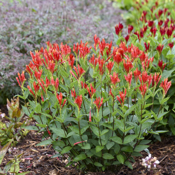 Orange Slices' Spigelia | Proven Winners® - Image 3