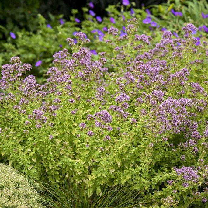 Drops of Jupiter' Ornamental Oregano