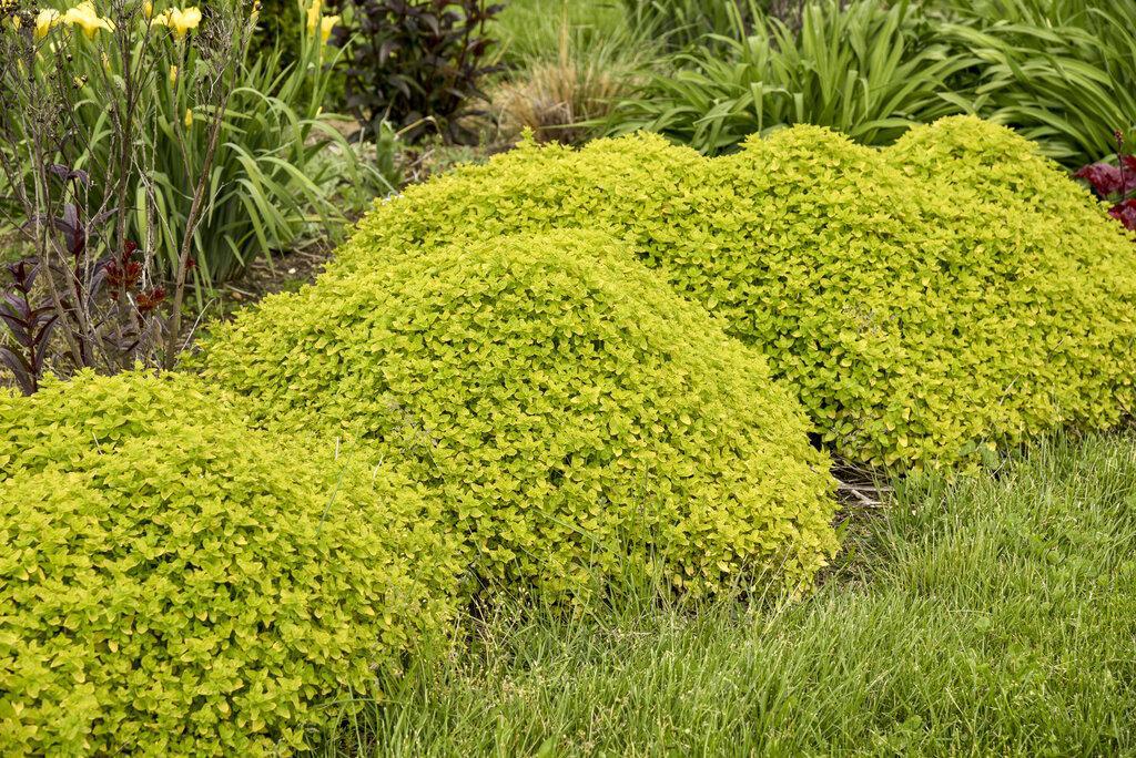 Drops of Jupiter' Ornamental Oregano - Image 2