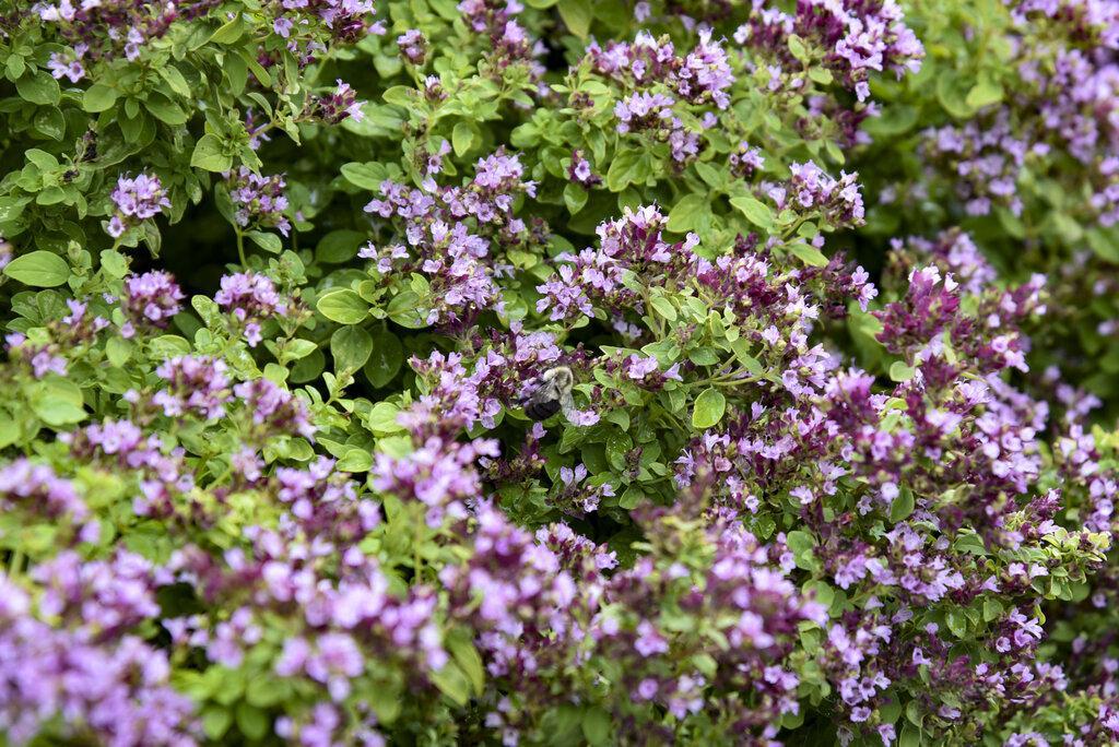 Drops of Jupiter' Ornamental Oregano - Image 3