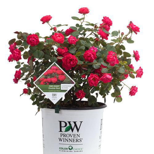 Oso Easy Double Red® Rose | Proven Winners® - Image 3