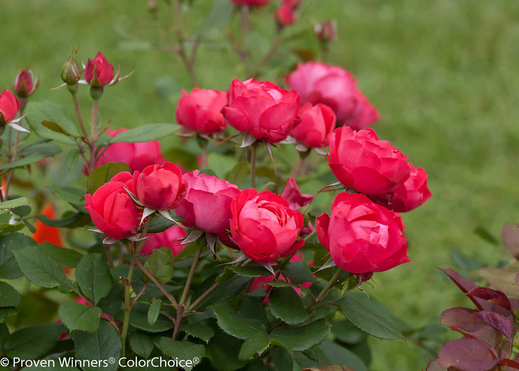 Oso Easy Double Red® Rose | Proven Winners® - Image 4