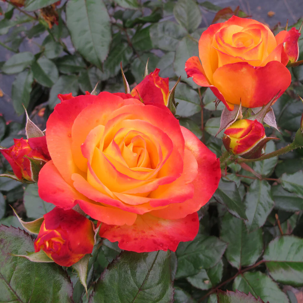 Oso Easy En Fuego® Rose | Proven Winners®