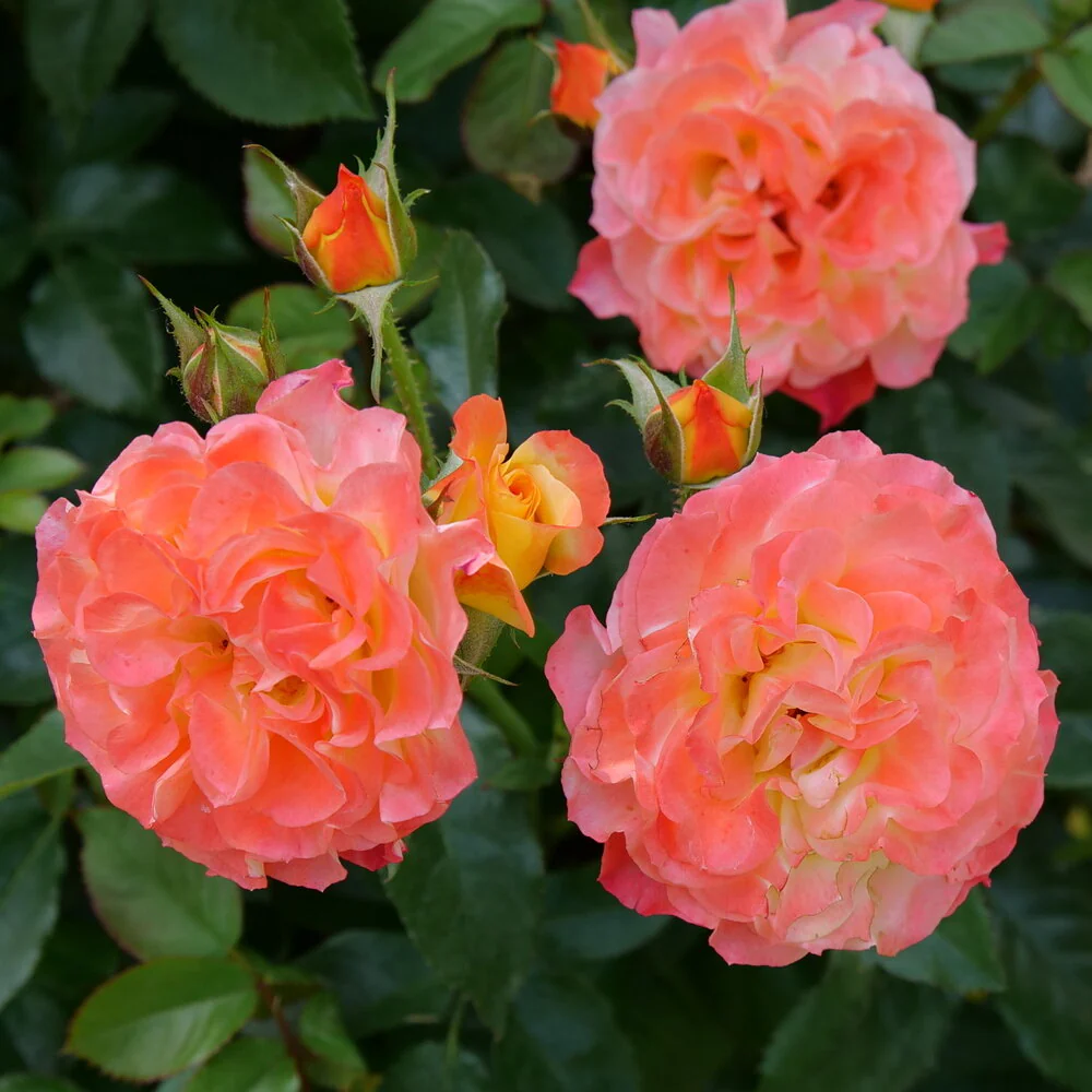 Oso Easy En Fuego® Rose | Proven Winners® - Image 2