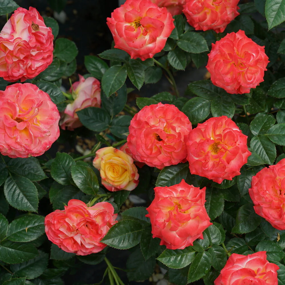 Oso Easy En Fuego® Rose | Proven Winners® - Image 3