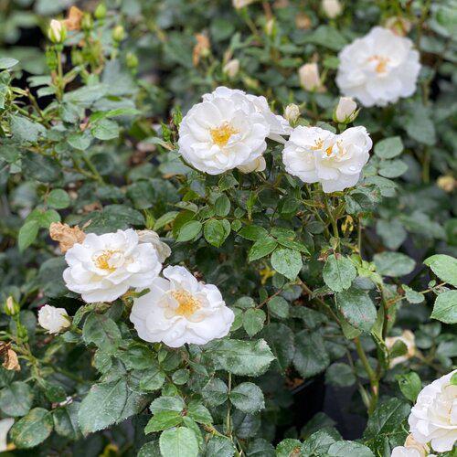 Oso Easy Ice Bay® Rose | Proven Winners® - Image 3