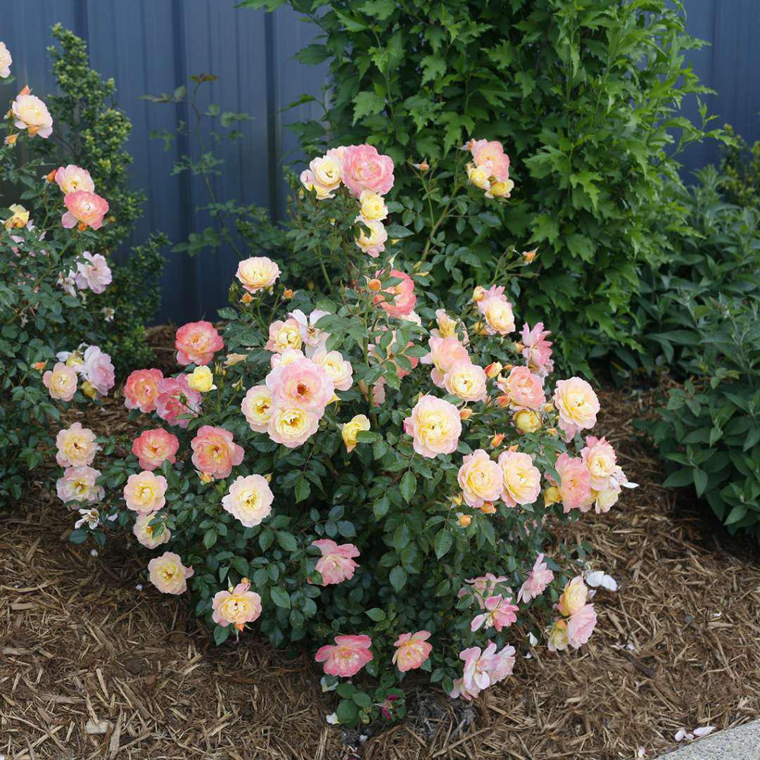 Oso Easy Italian Ice® Rose | Proven Winners® - Image 3