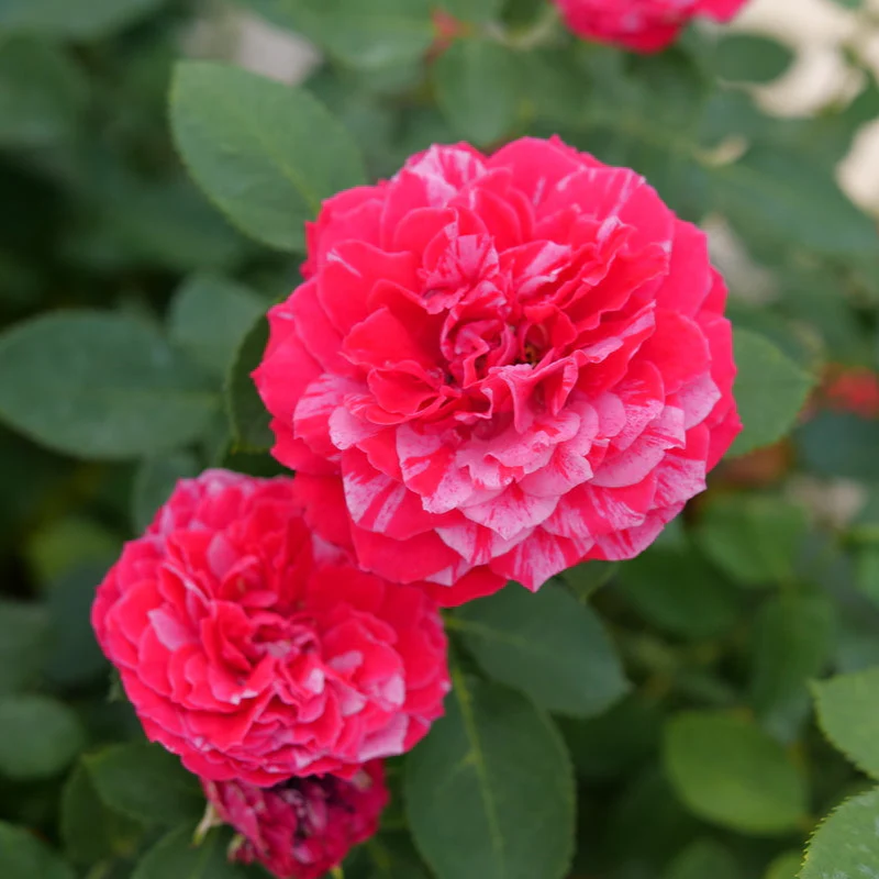 OSO EASY RED STRIPE® Landscape Rose | Proven Winners®