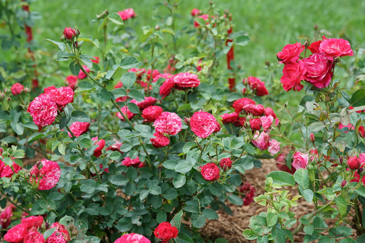 OSO EASY RED STRIPE® Landscape Rose | Proven Winners® - Image 2