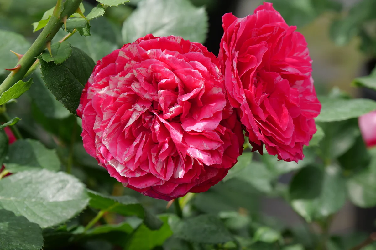 OSO EASY RED STRIPE® Landscape Rose | Proven Winners® - Image 3