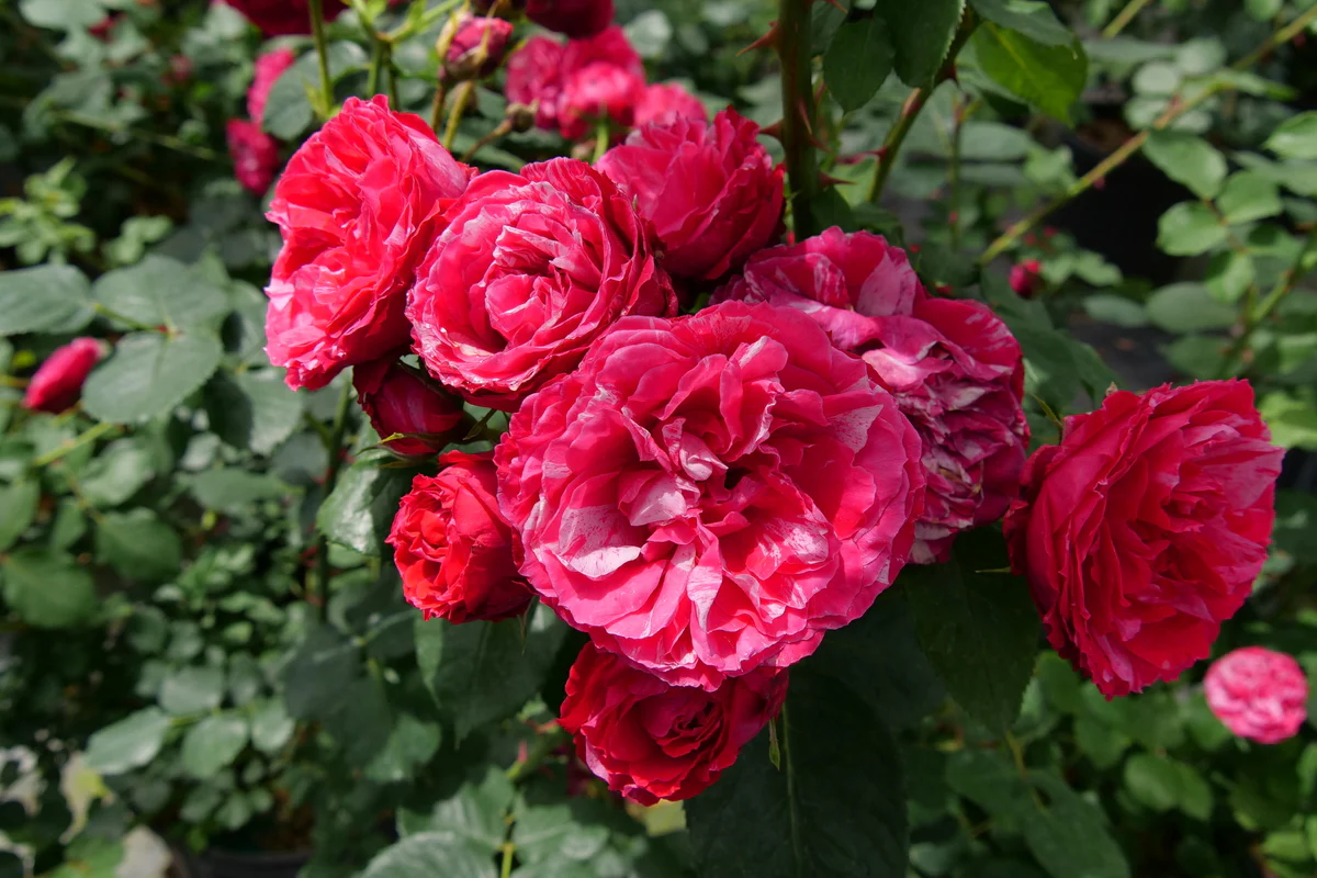 OSO EASY RED STRIPE® Landscape Rose | Proven Winners® - Image 4