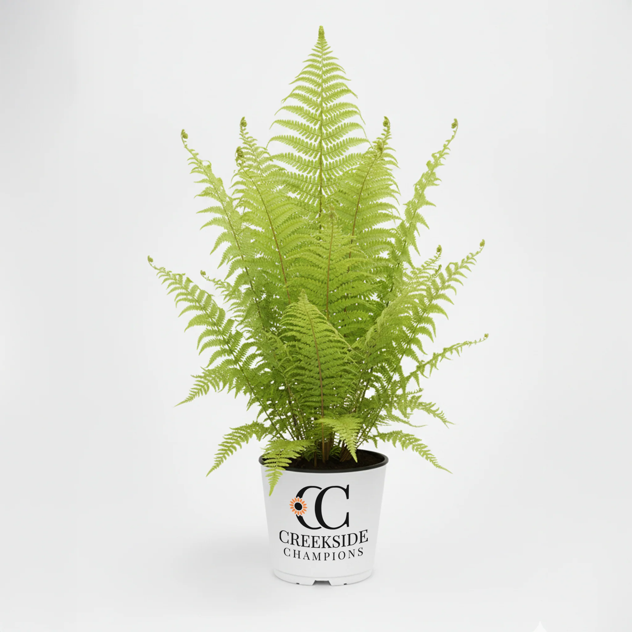 Ostrich Fern' Matteuccia struthiopteris | Creekside Champions™