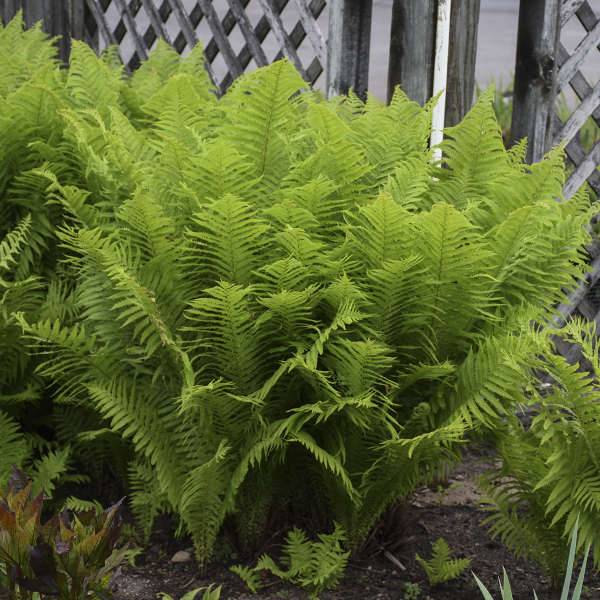 Ostrich Fern' Matteuccia struthiopteris | Creekside Champions™ - Image 2