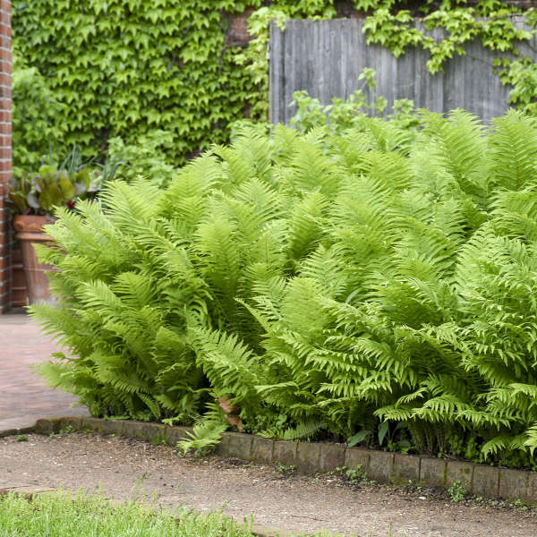 Ostrich Fern' Matteuccia struthiopteris | Creekside Champions™ - Image 3