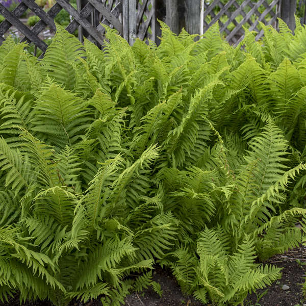 Ostrich Fern' Matteuccia struthiopteris | Creekside Champions™ - Image 4