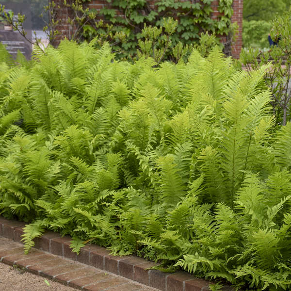 Ostrich Fern' Matteuccia struthiopteris | Creekside Champions™ - Image 5