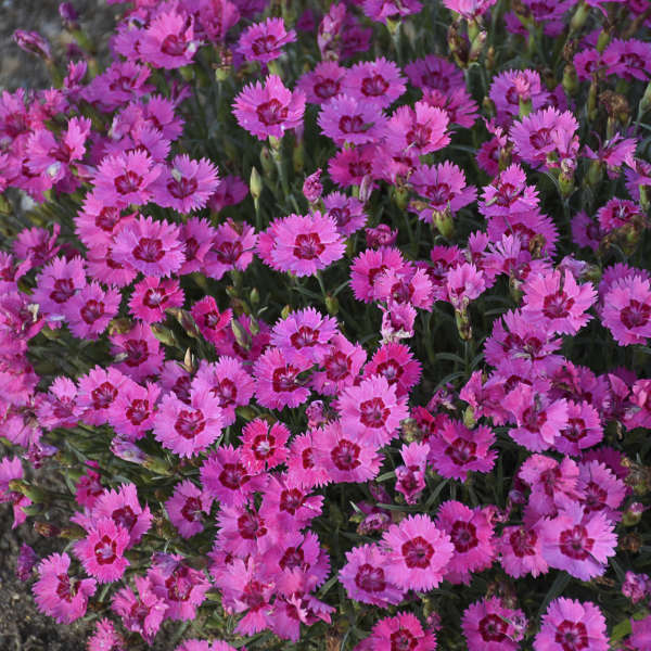 Paint the Town Fancy' Dianthus | Proven Winners®