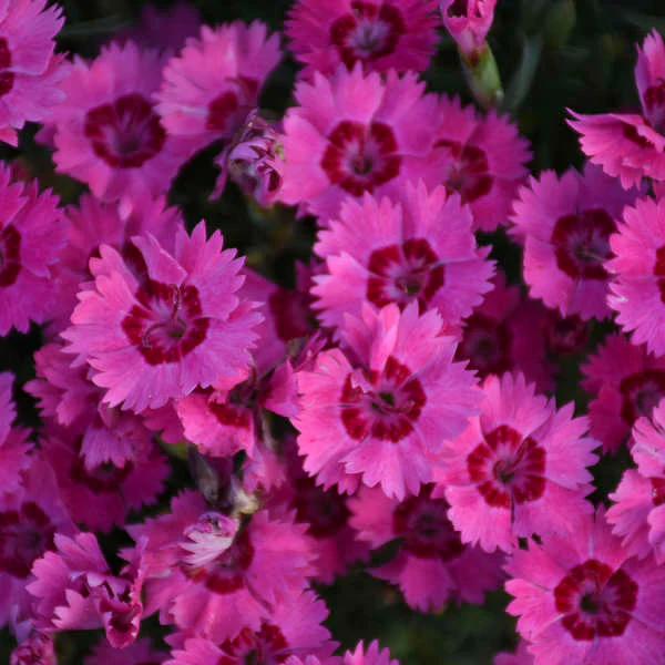 Paint the Town Fancy' Dianthus | Proven Winners® - Image 2
