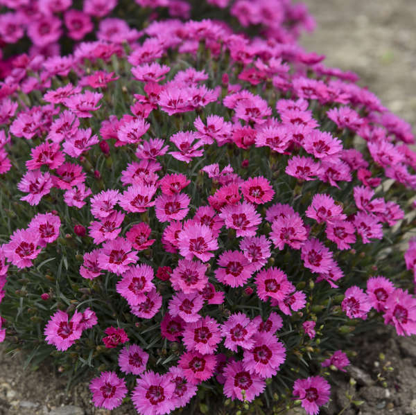 Paint the Town Fancy' Dianthus | Proven Winners® - Image 3