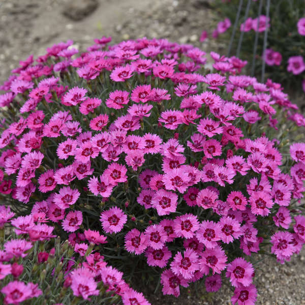 Paint the Town Fancy' Dianthus | Proven Winners® - Image 4