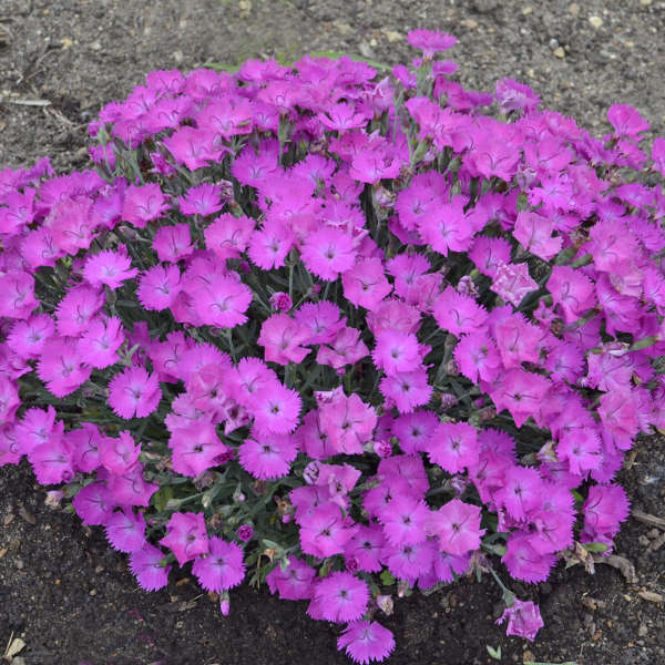 Paint the Town Fuchsia' Dianthus | Proven Winners®