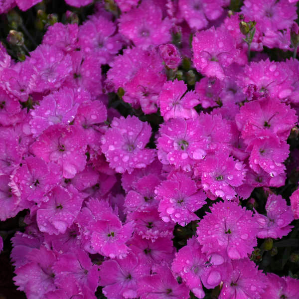Paint the Town Fuchsia' Dianthus | Proven Winners® - Image 2