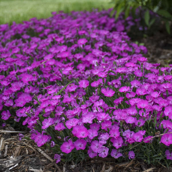 Paint the Town Fuchsia' Dianthus | Proven Winners® - Image 3