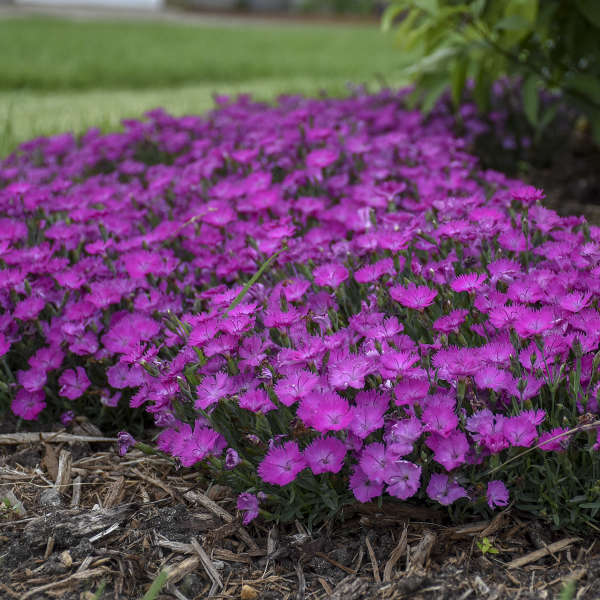 Paint the Town Fuchsia' Dianthus | Proven Winners® - Image 4