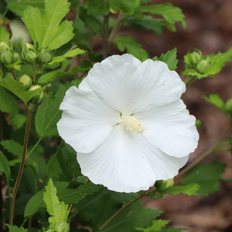 PARAPLU® Pure White Rose of Sharon | Proven Winners® - Image 3