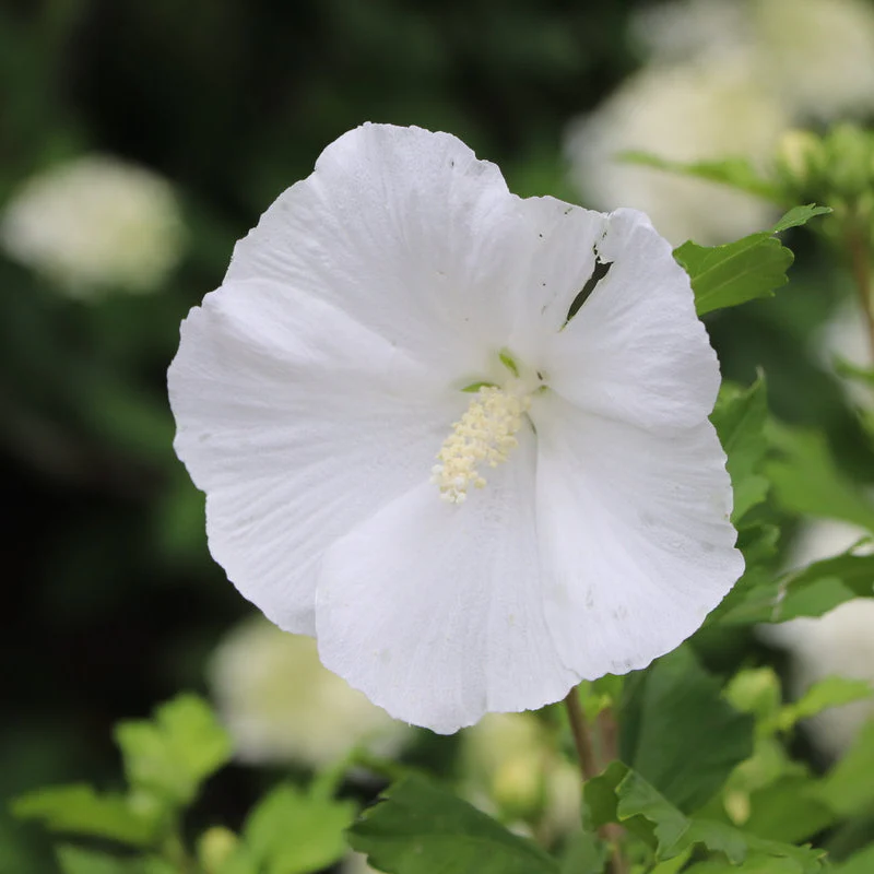 PARAPLU® Pure White Rose of Sharon | Proven Winners® - Image 4