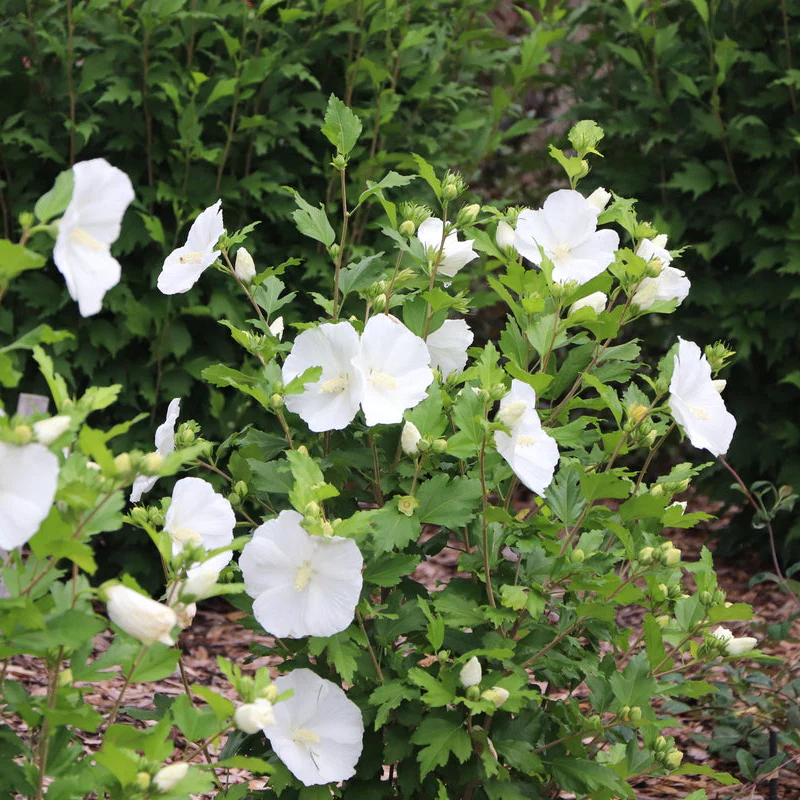 PARAPLU® Pure White Rose of Sharon | Proven Winners® - Image 5