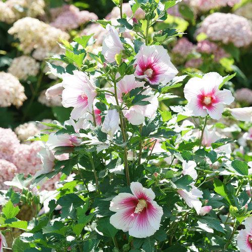 PARAPLU PINK INK® Rose of Sharon | Proven Winners® - Image 3