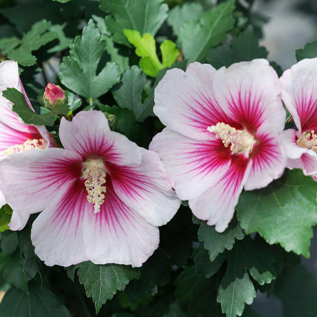 PARAPLU PINK INK® Rose of Sharon | Proven Winners® - Image 4