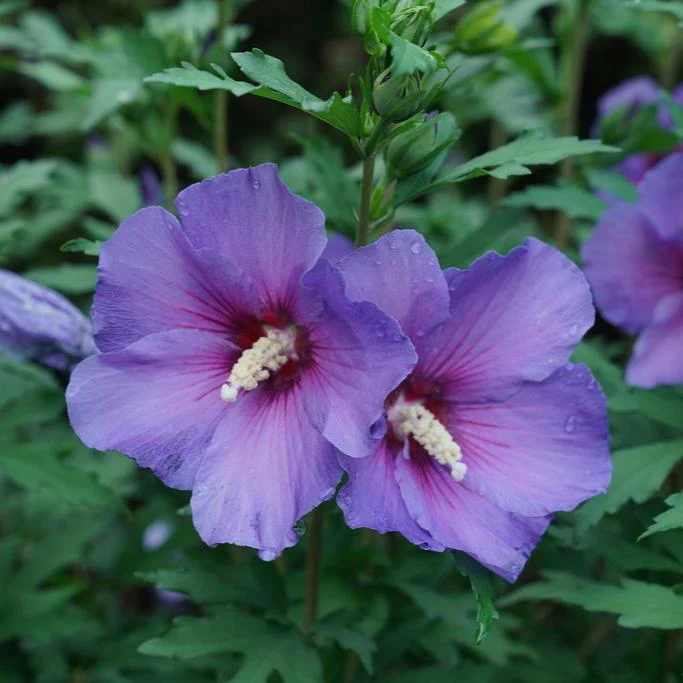 PARAPLU VIOLET® Rose of Sharon | Proven Winners®