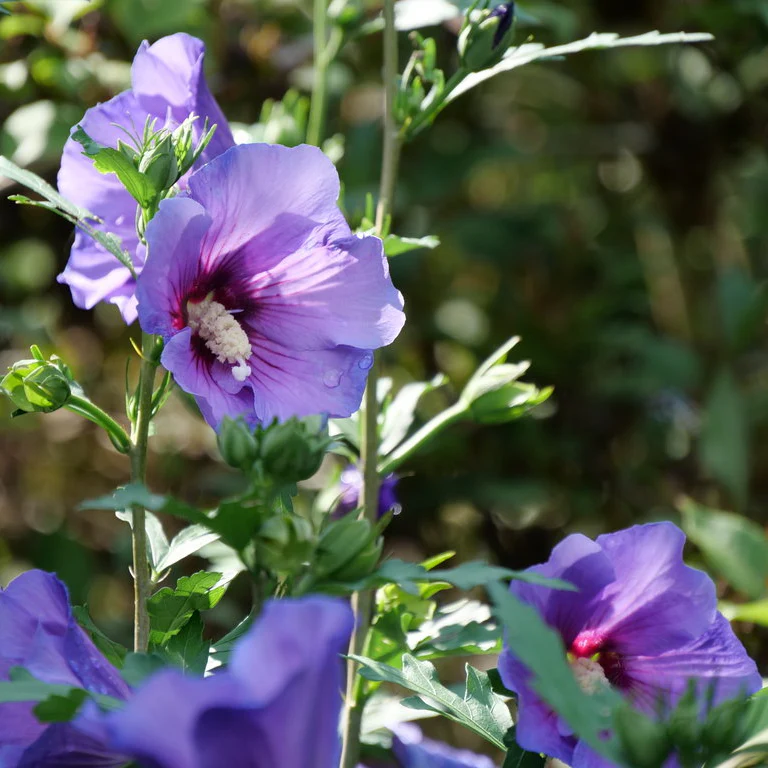 PARAPLU VIOLET® Rose of Sharon | Proven Winners® - Image 2