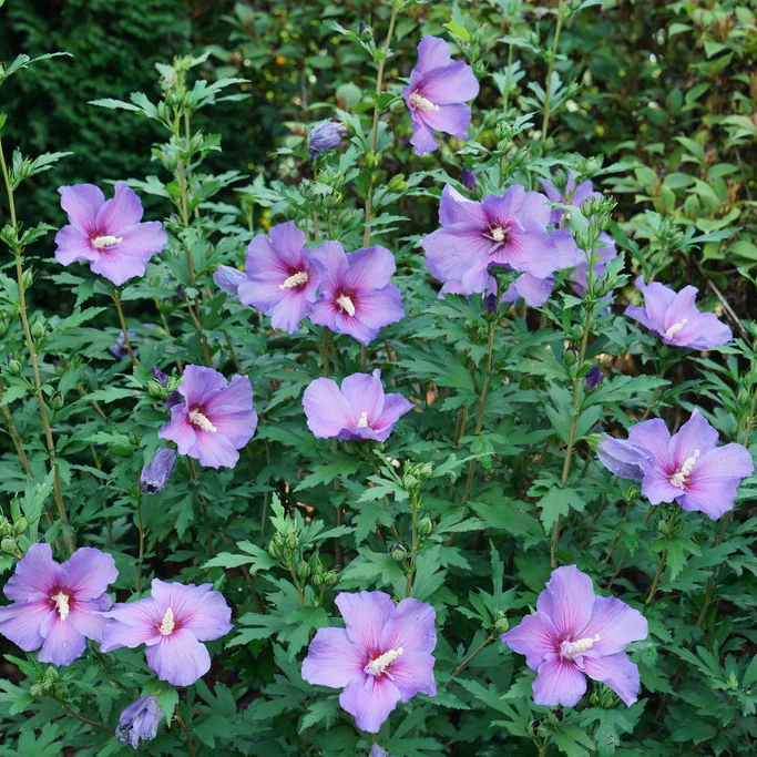 PARAPLU VIOLET® Rose of Sharon | Proven Winners® - Image 3