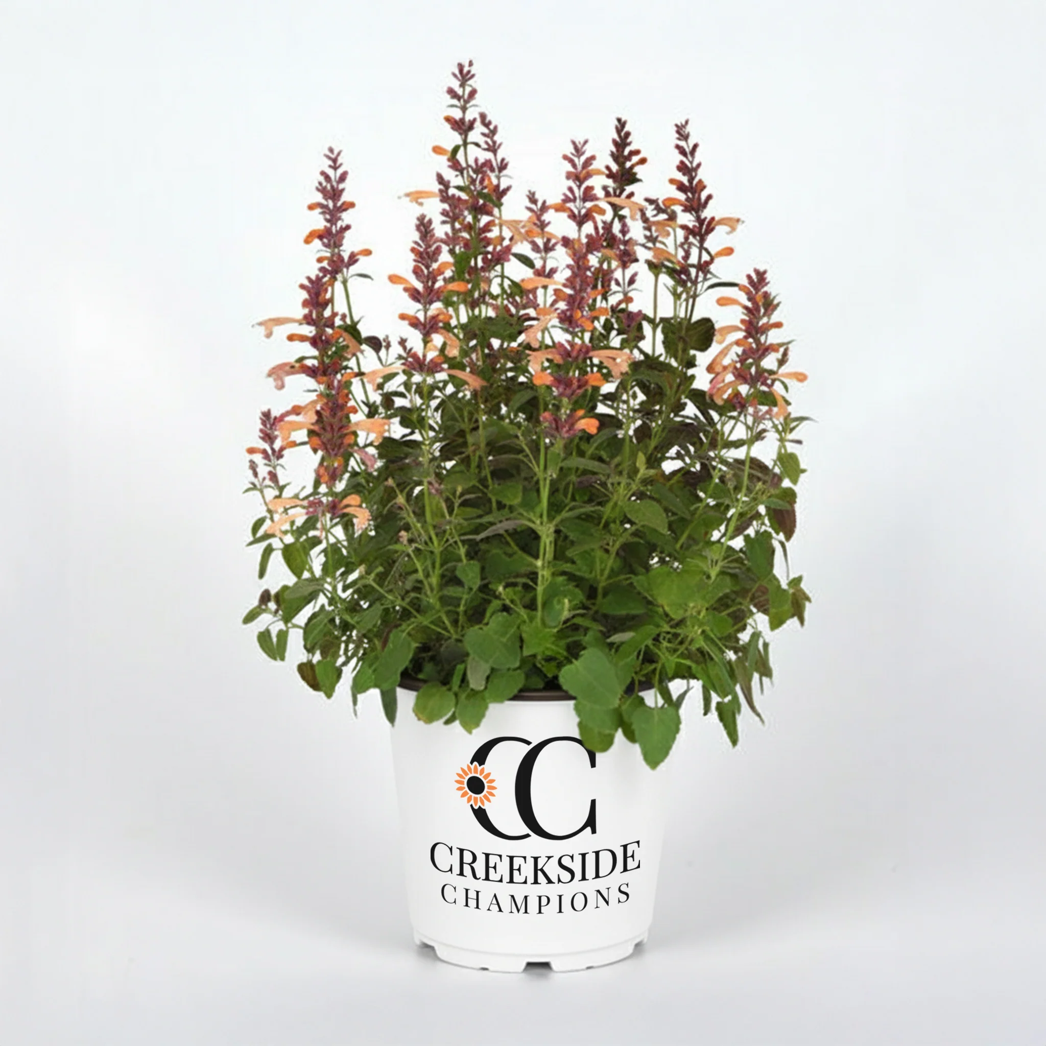 Peach Pearl' Agastache | Creekside Champions™